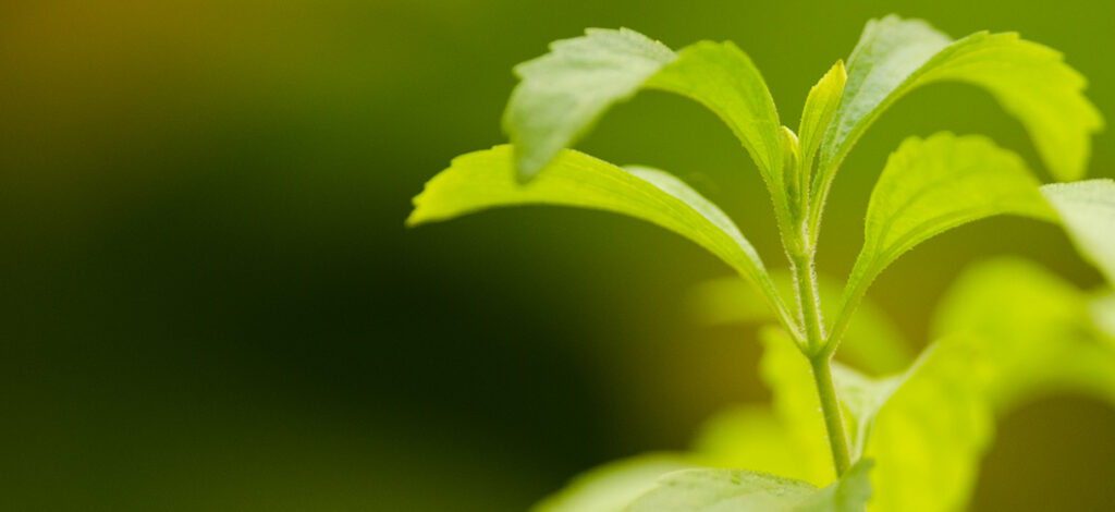 Stevia: ce qu’il faut retenir en un coup d’œil