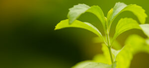 Stevia: ce qu’il faut retenir en un coup d’œil