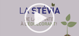 VIDEO! Comment obtient-on l’édulcorant à base de Stevia?
