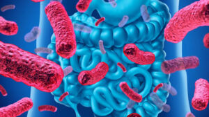 Les édulcorants ne nuisent pas au microbiote intestinal